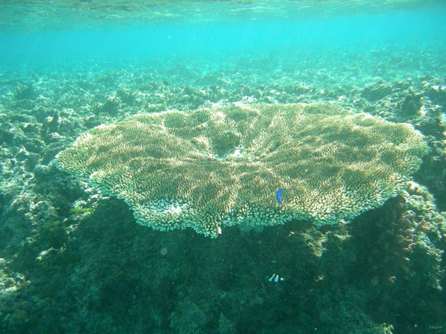 32- Corail aux dimensions impressionnantes 